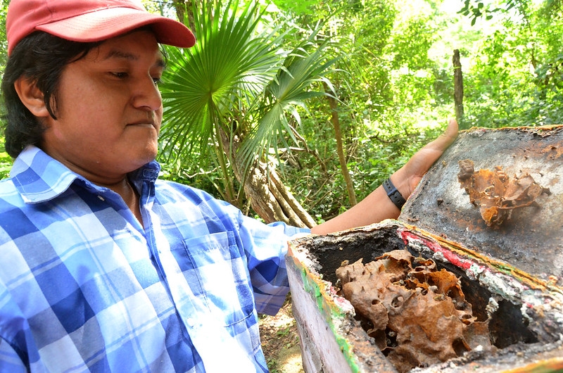 Inquieta a los apicultores yucatecos desplome del precio de miel