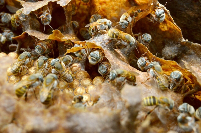 Cata de mieles de Yucatán para conservación y comercialización de productos