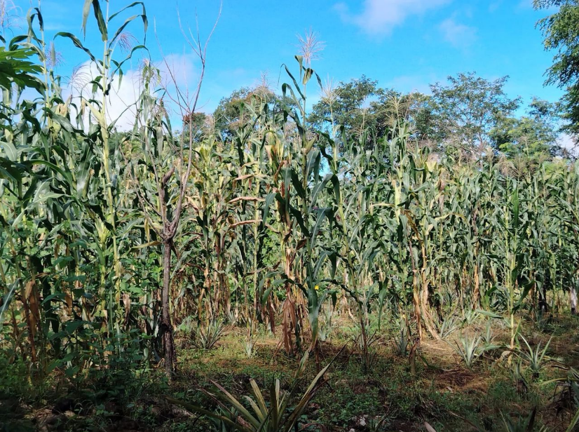 Campesinos de Cobá no han podido sembrar sus cultivos por la falta de lluvias