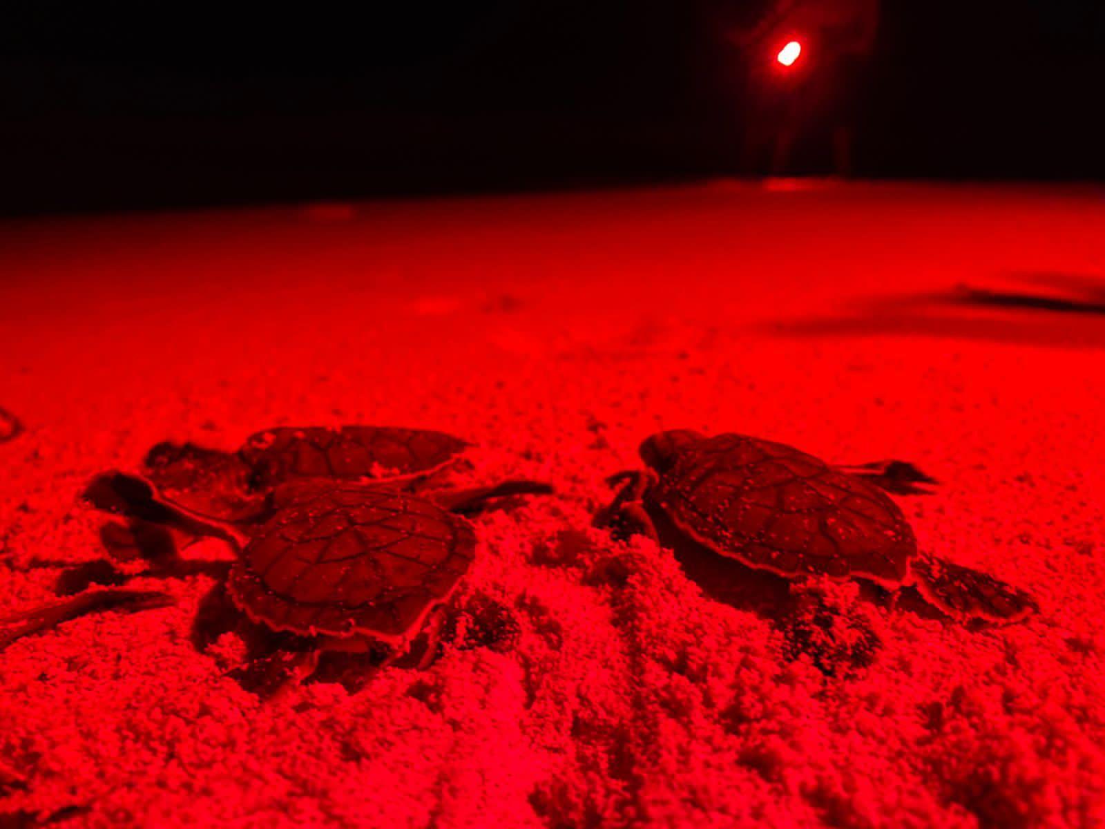 Piden a ciudadanos no estresar a tortugas que llegan a desovar a las costas de Tulum