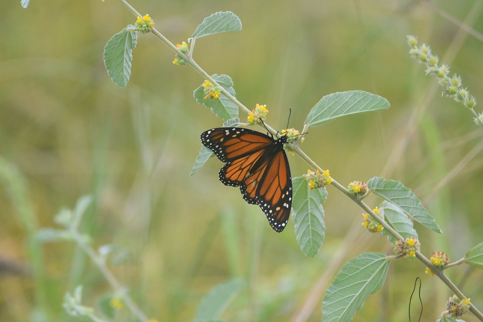 Avanza monitoreo de la mariposa monarca en Quintana Roo y Yucatán
