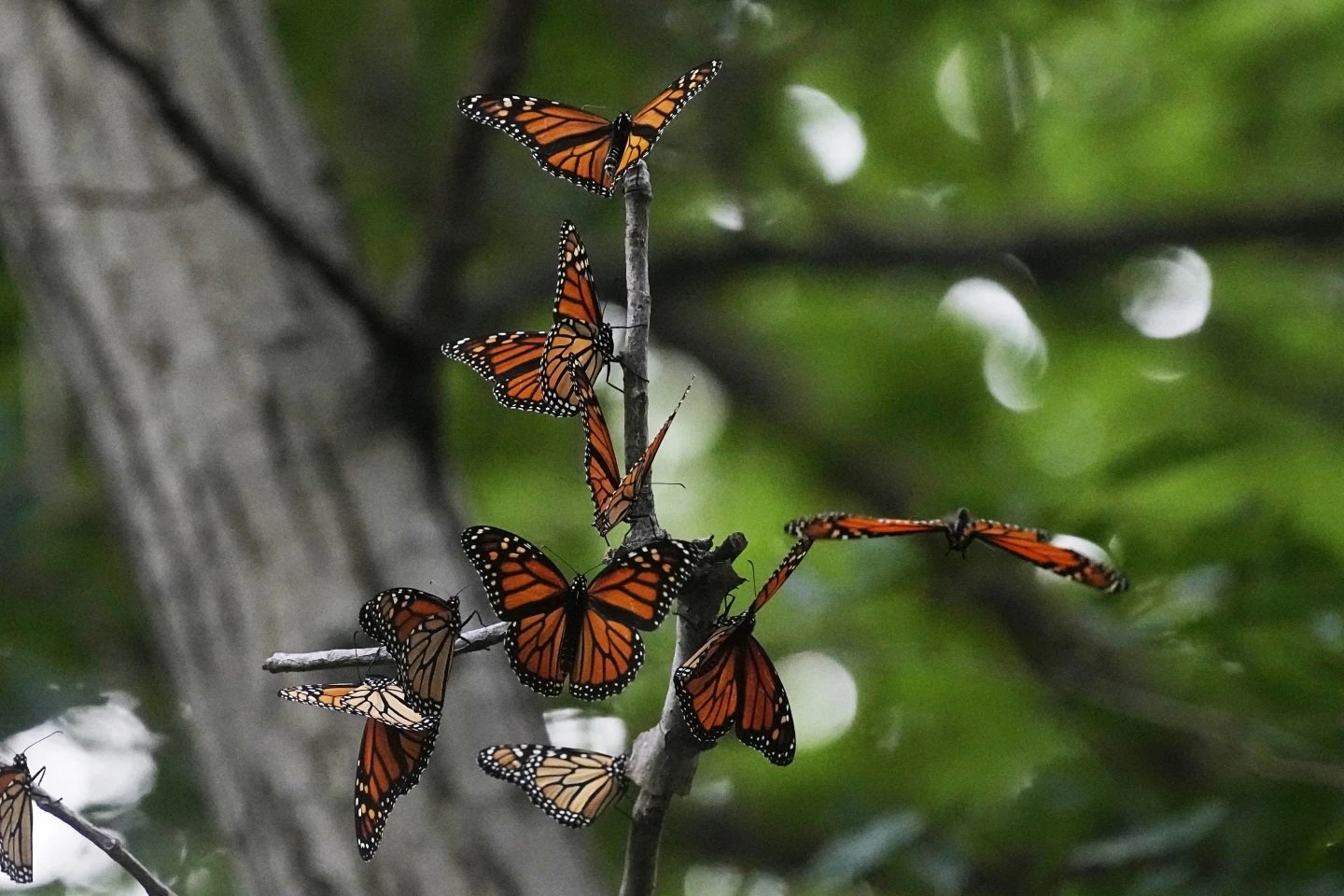 Llegan millones de mariposas monarca al santuario de Ocampo, Michoacán