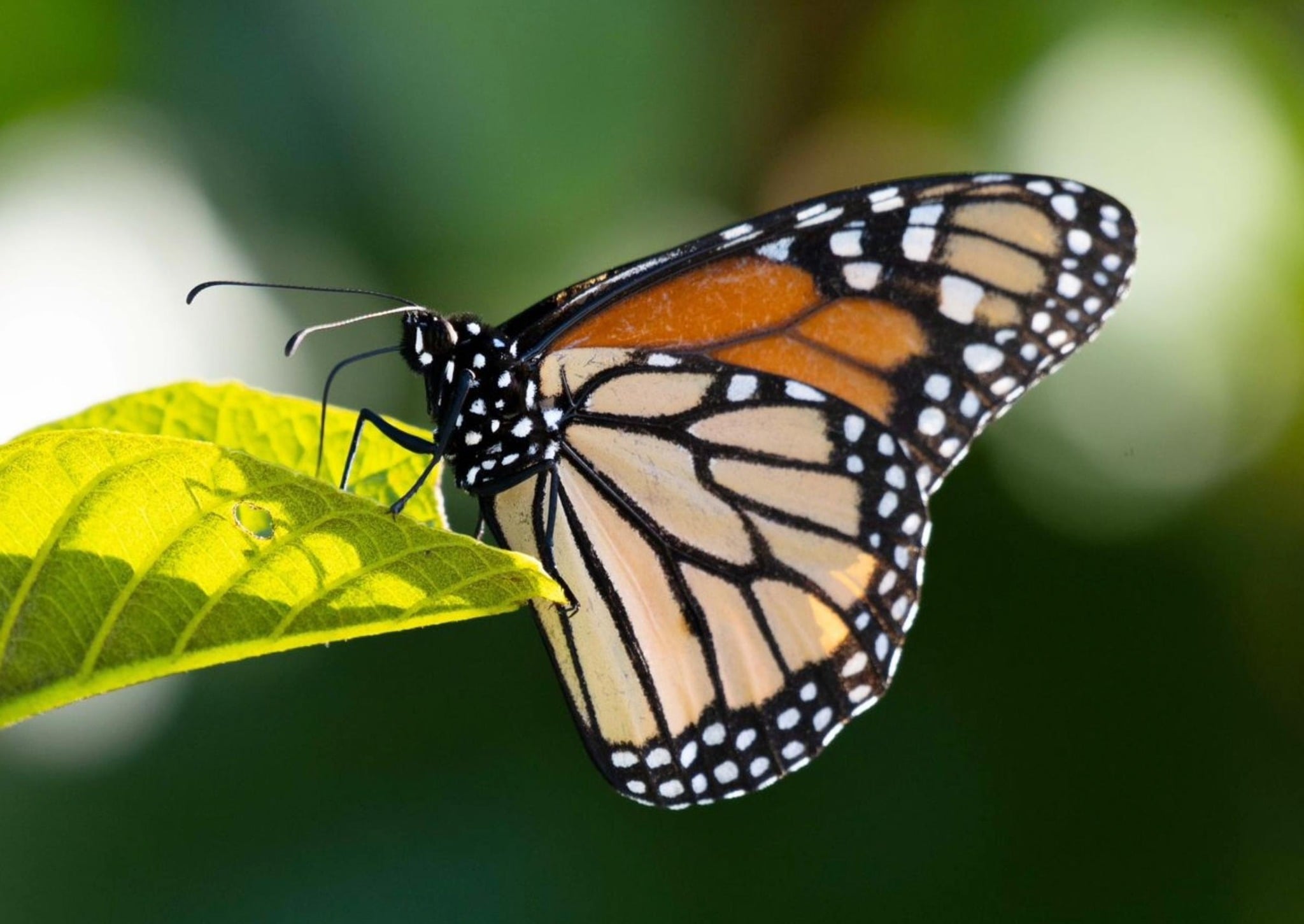 Identifican a 762 mariposas monarcas en la Ruta del Mayab