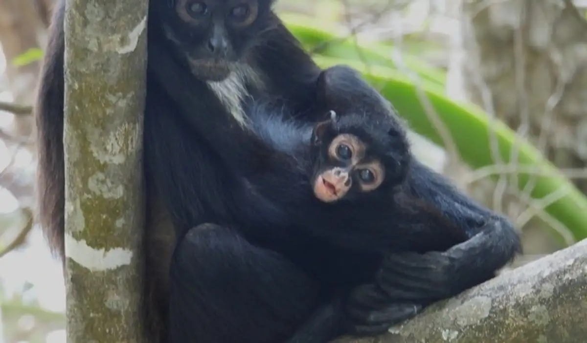 Nace tercera cría de mono araña en Cañón del Sumidero: especie llevaba extinta 30 años en la zona