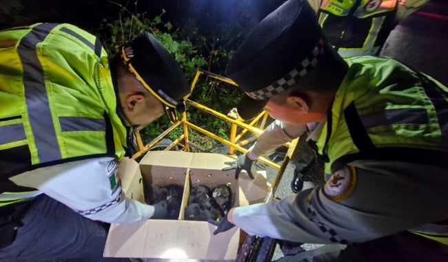 Campeche: Rescatan crías de mono araña en revisión de rutina