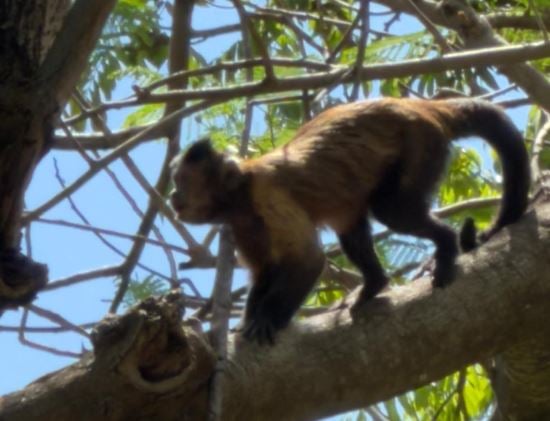 Capturan sano y salvo a mono capuchino que escapó del Zoológico del Centenario