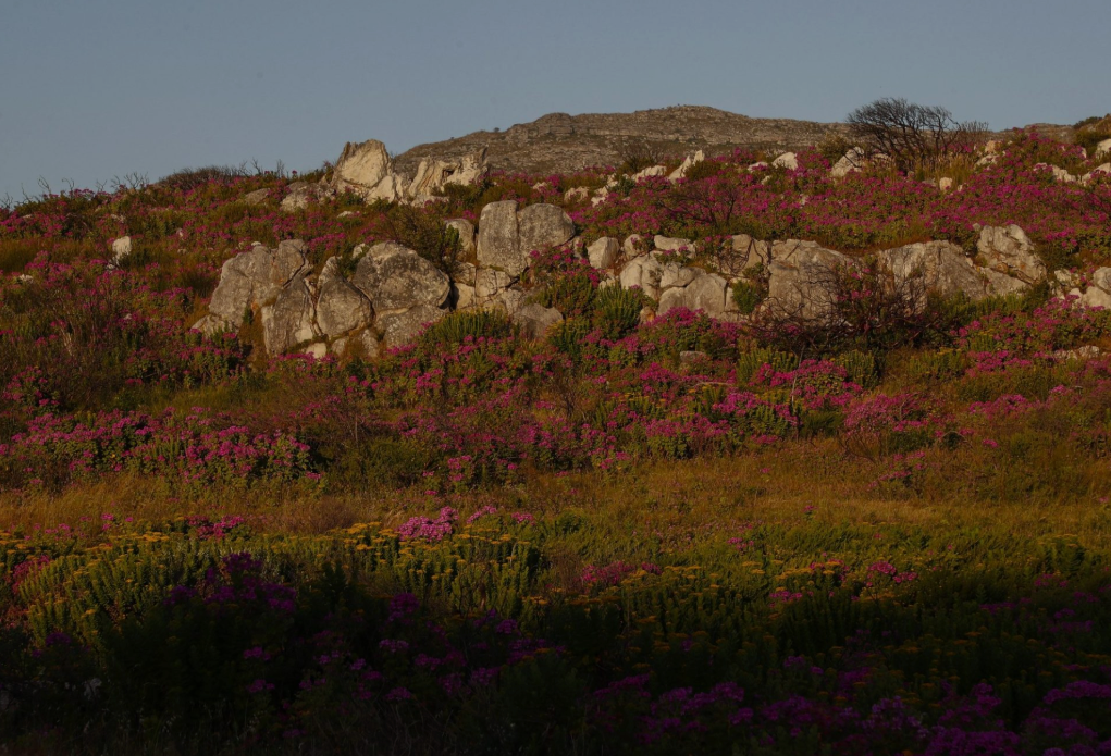 El cambio climático está extinguiendo la vegetación en las cumbres de las montañas