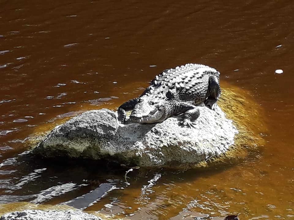 Cancún: Unicaribe inicia programa integral de monitoreo de cocodrilos