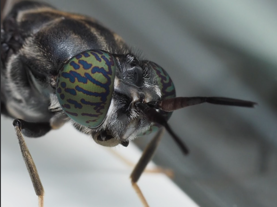 La mosca soldado negra, aliada en la bioeconomía y el compostaje activo
