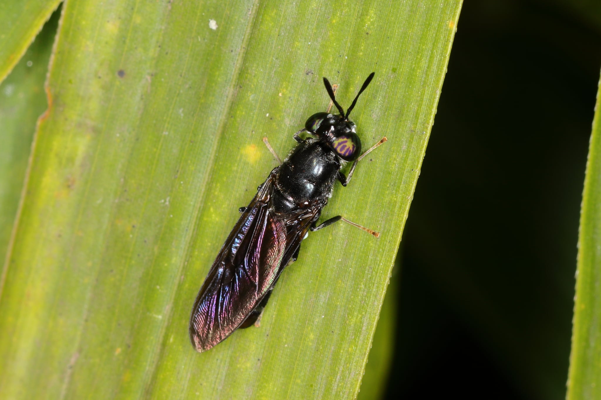 Boox xya’axkach, jach uts ti’al u p’íitkunsa’al u yalabil janalbe’en ba’alo’ob ku p’a’atal 