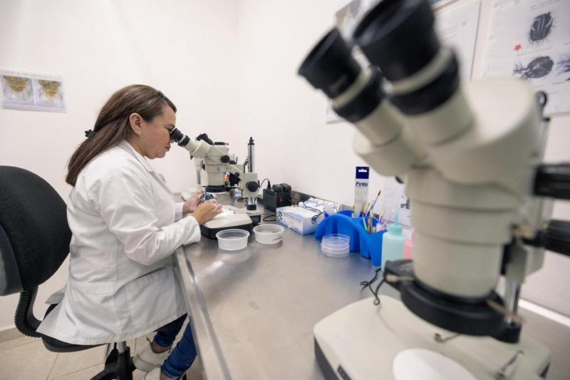 Yucatán impulsa producción de mosca estéril para erradicar el gusano barrenador