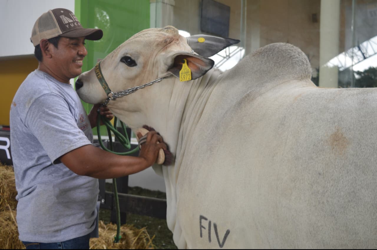 Raza Nelore brilla en la Feria Ganadera de Yucatán Xmatkuil 2025; Tizimín lidera la competencia