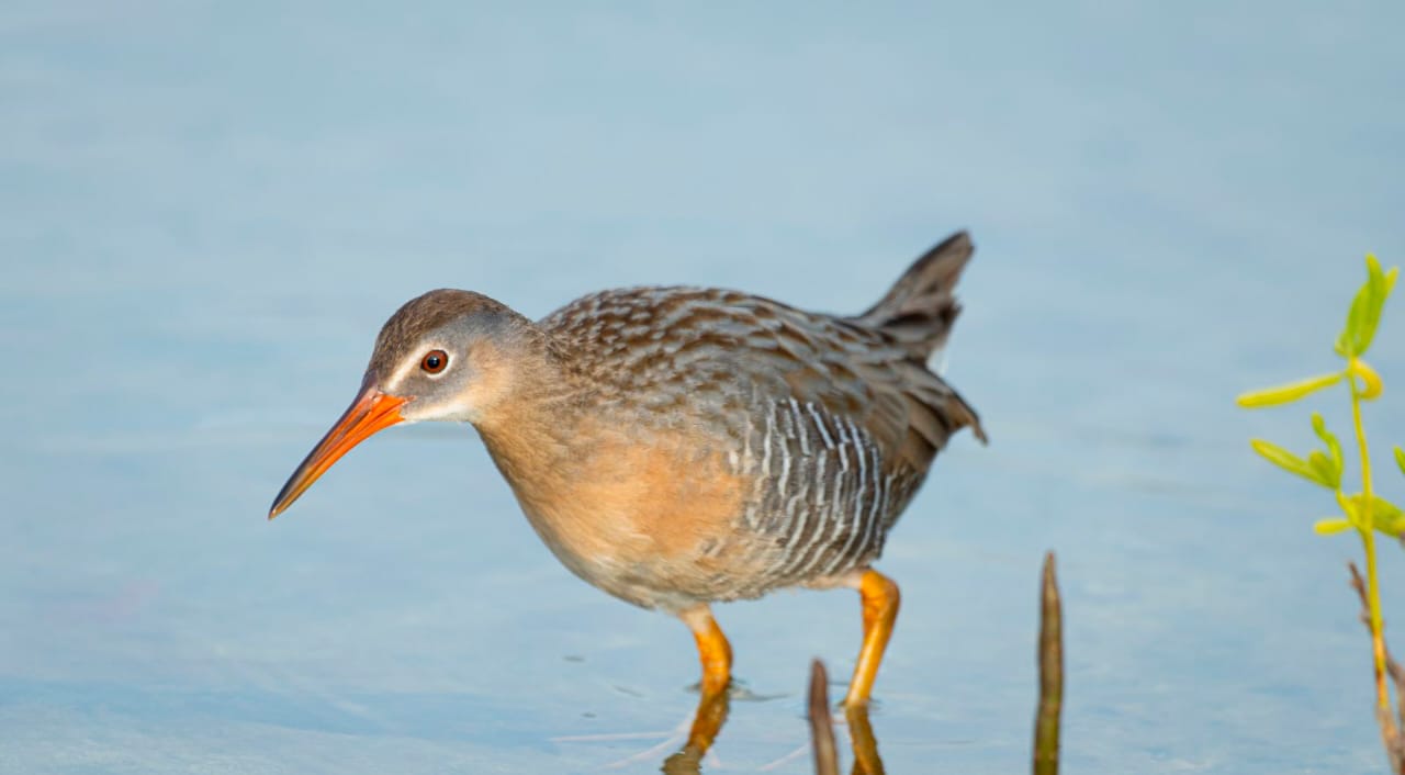 Registran por primera vez el nido de un rascón costero en Punta Sur, Cozumel