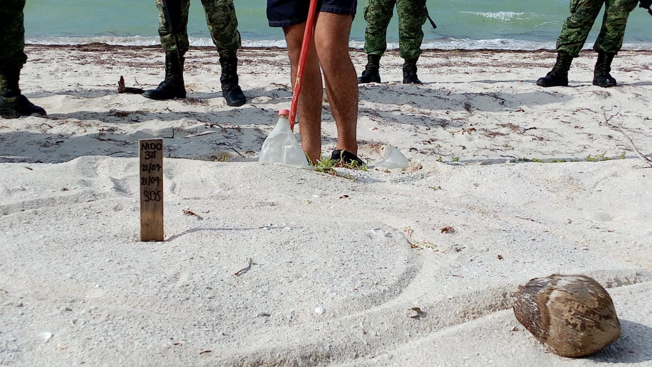 Acción humana, principal amenaza contra nidos de tortugas