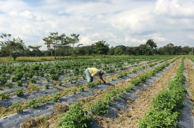 Cinvestav impulsa proyectos con esteroides