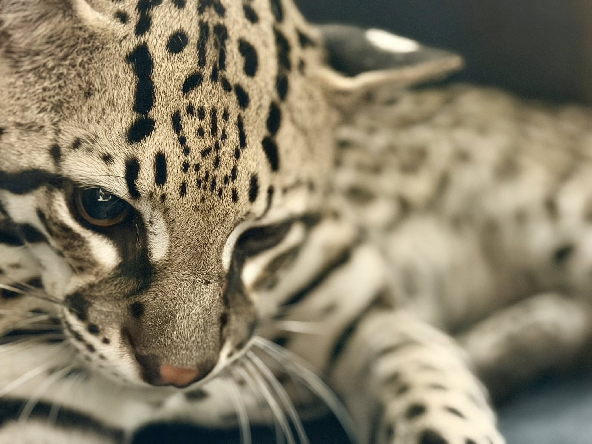 Rescatan a ocelote atropellado en la carretera Sisal - Hunucmá en Yucatán: Fotos
