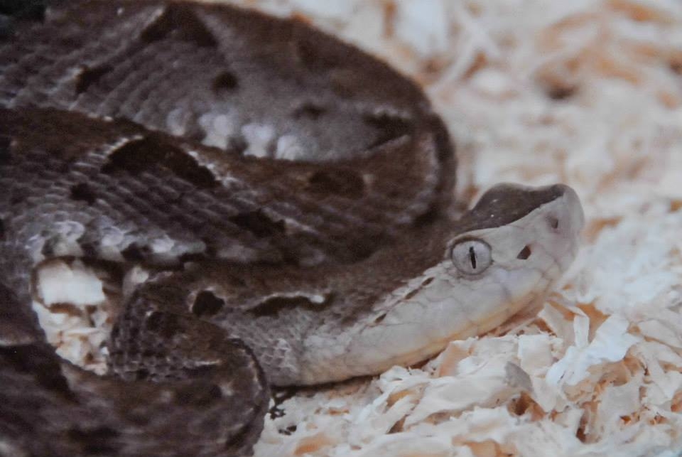 Remedios contra los mordiscos