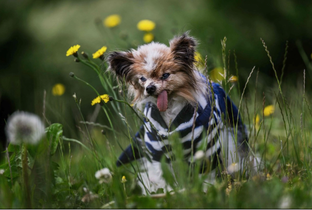 Muere a los 30 años 'Lazare', considerado el perro más viejo del mundo