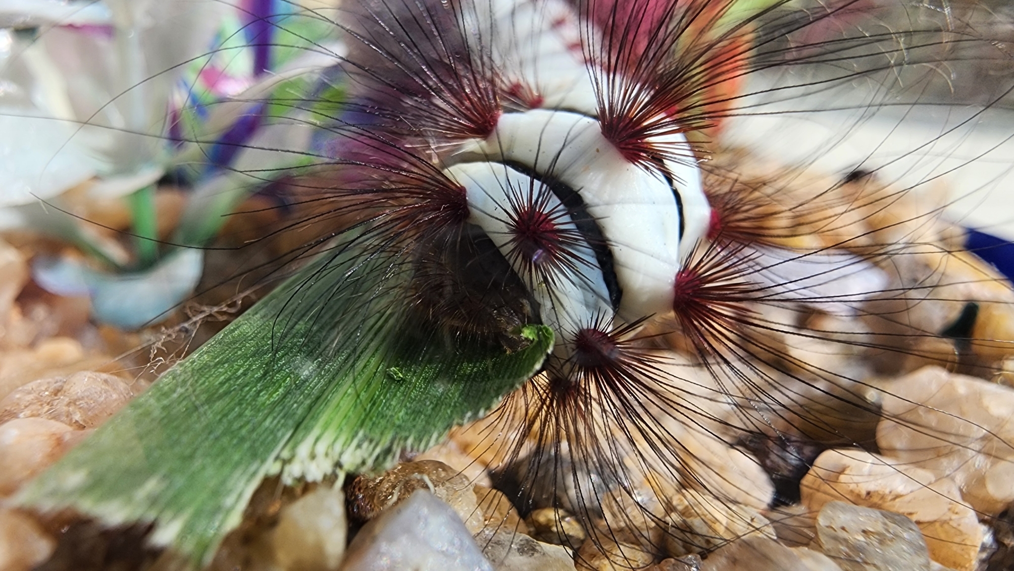 La venenosa oruga gato