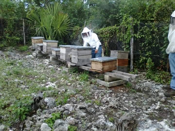 Padre Sol rescata la apicultura en Playa del Carmen