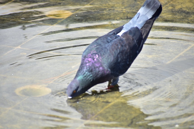 Yucatán llega a la temperatura máxima extrema promedio de abril