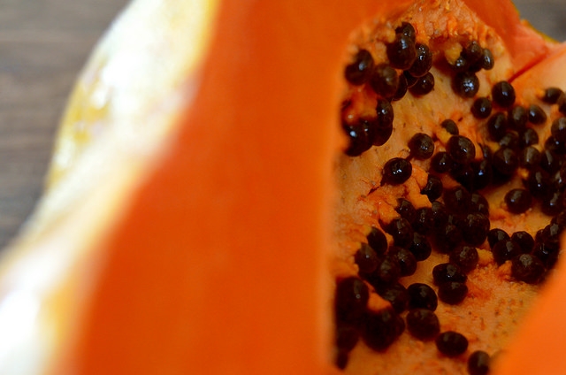 Genera CICY plantas de papaya hermafrodita