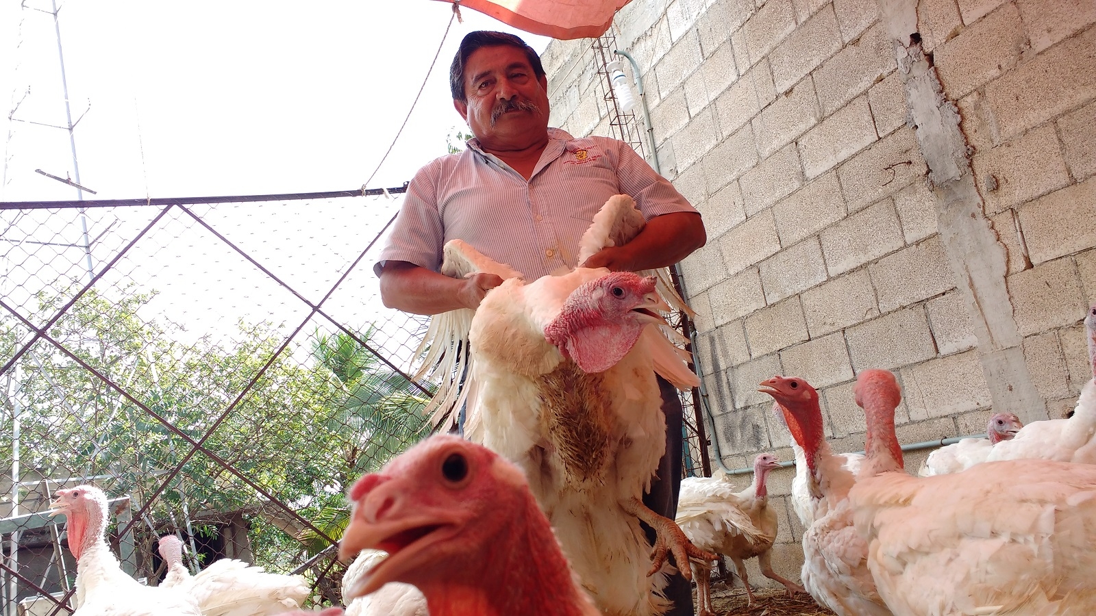 La Jornada Maya | Yucatán | La Jornada Maya | El ''imperio'' avícola de  Joaquín y Addy