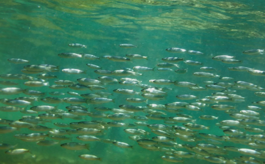 La era de los peces comenzó tras una extinción masiva hace 445 millones de años: Esto dice nuevo estudio