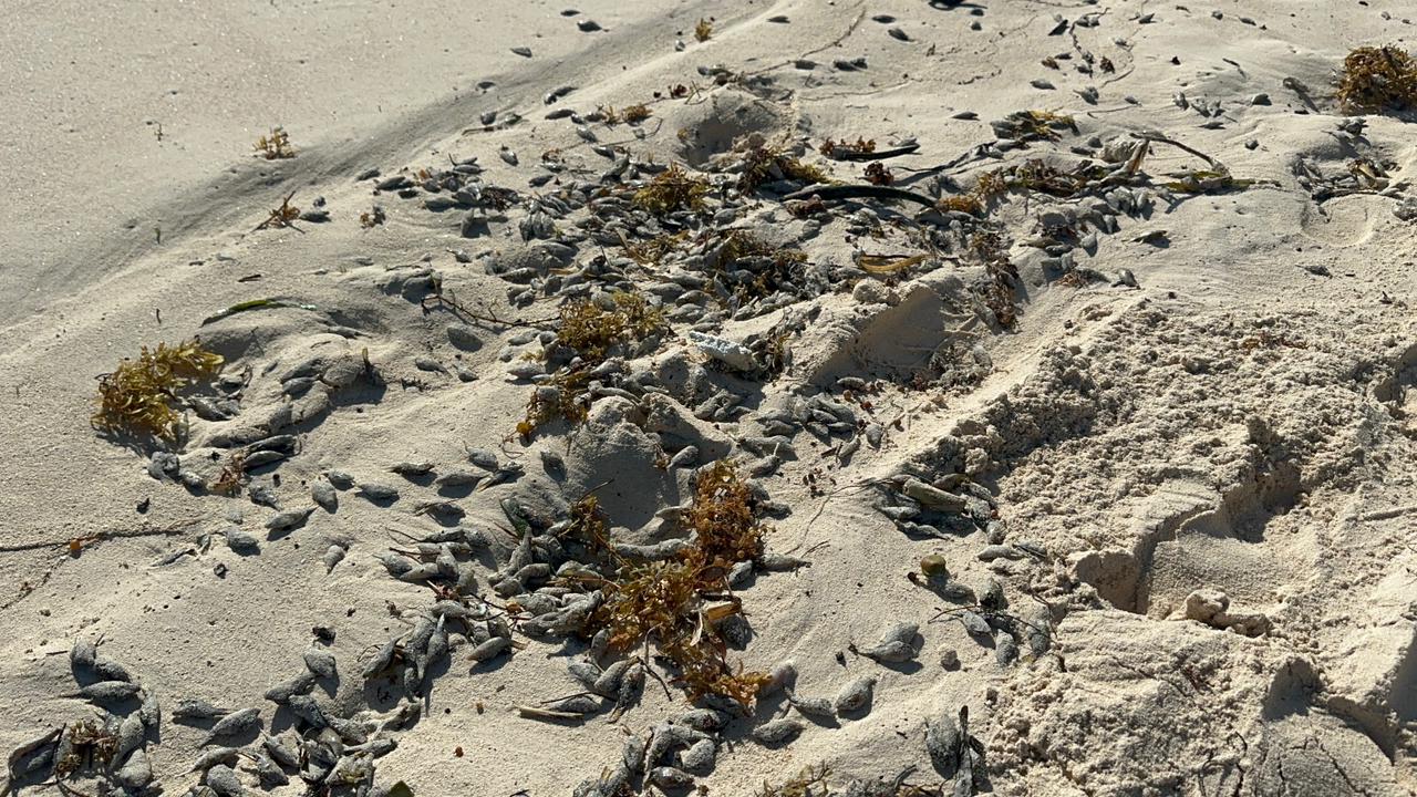 Sorprende mortandad de peces globo en costas de Tulum