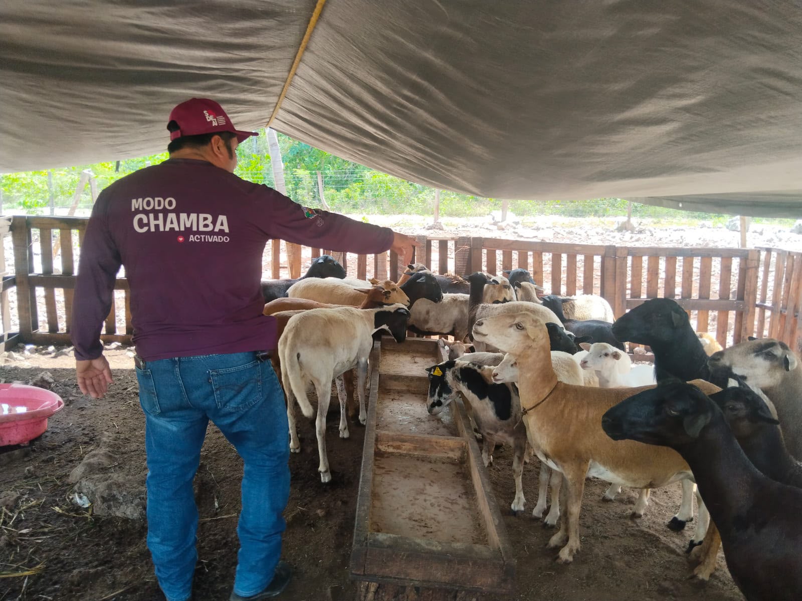 Playa del Carmen fortalece la salud del ganado con atención veterinaria en comunidades rurales