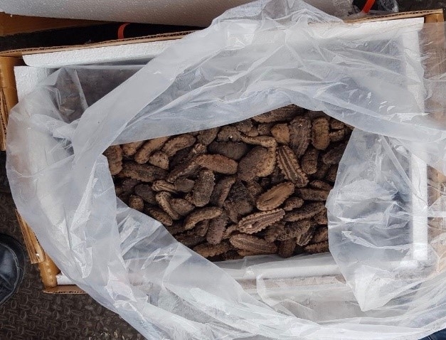 Incauta Conapesca 3 mil kilos de pepino de mar