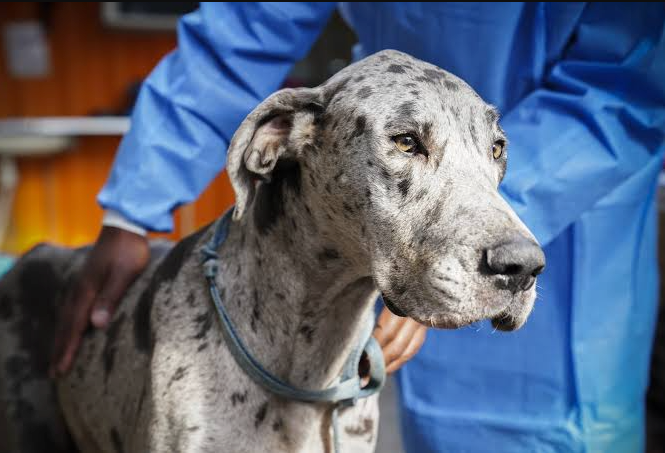Los perros más grandes envejecen antes y la respuesta puede estar en los 'genes saltarines'