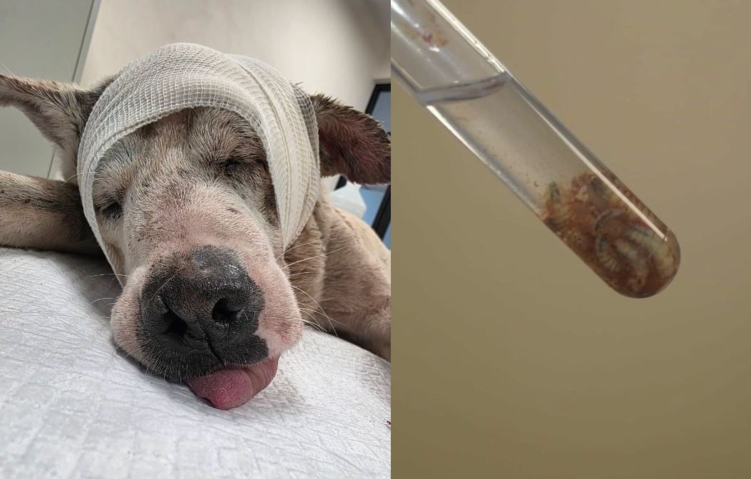 Atienden nuevo caso de gusano barrenador en un perro de Mérida: Fotos