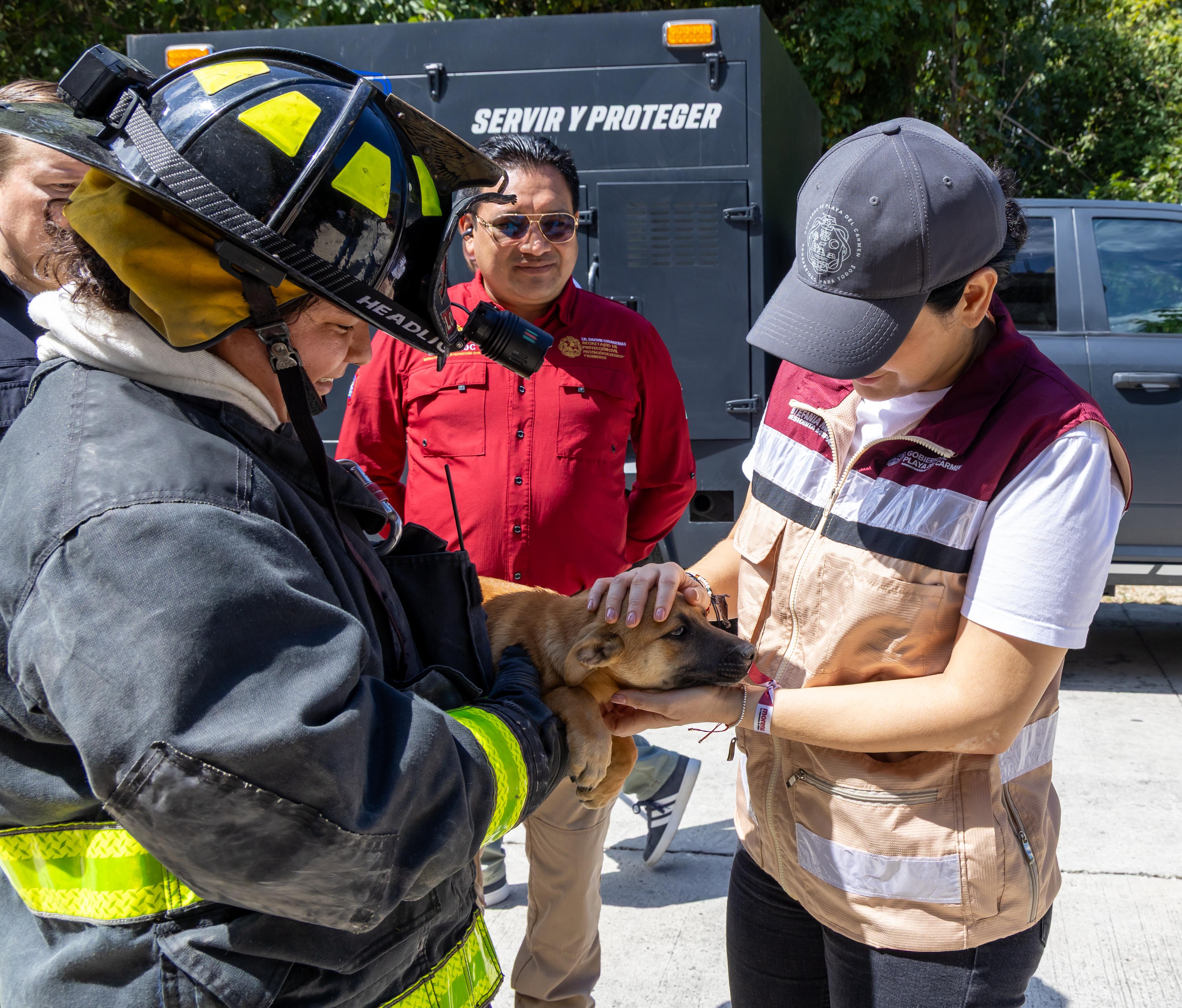 Rescate de perrita y sus cachorros en Playa del Carmen marca cero tolerancia al maltrato