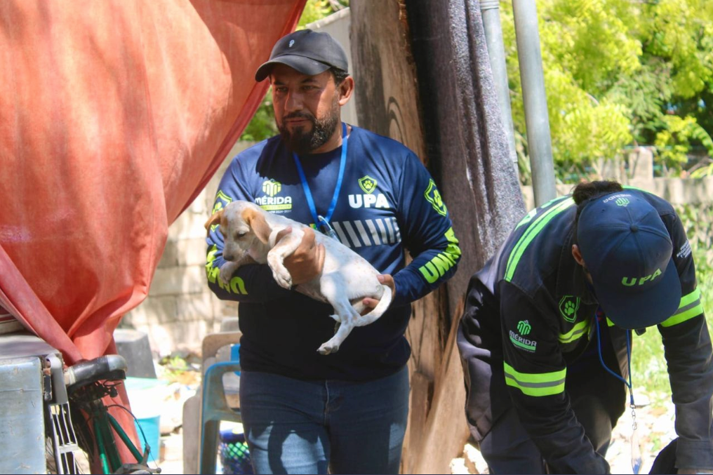 Ayuntamiento de Mérida supera la atención de más de mil 300 reportes de maltrato animal en lo que va del año