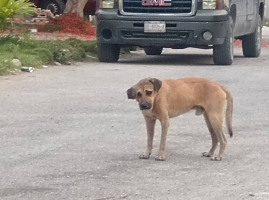 En Cancún, monitorean aparición de parásitos en mascotas