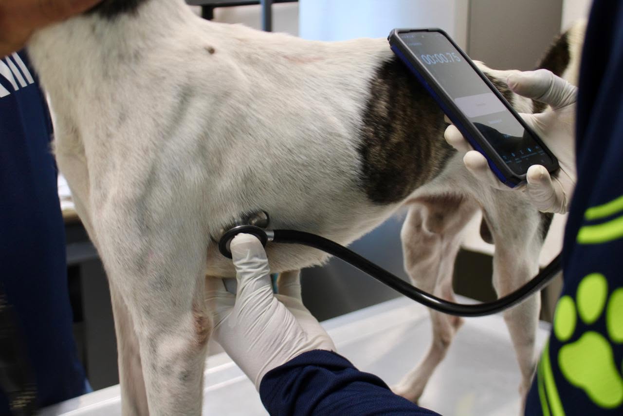 Mega Operativo del Ayuntamiento de Mérida rescata a siete perros que sufrían maltrato