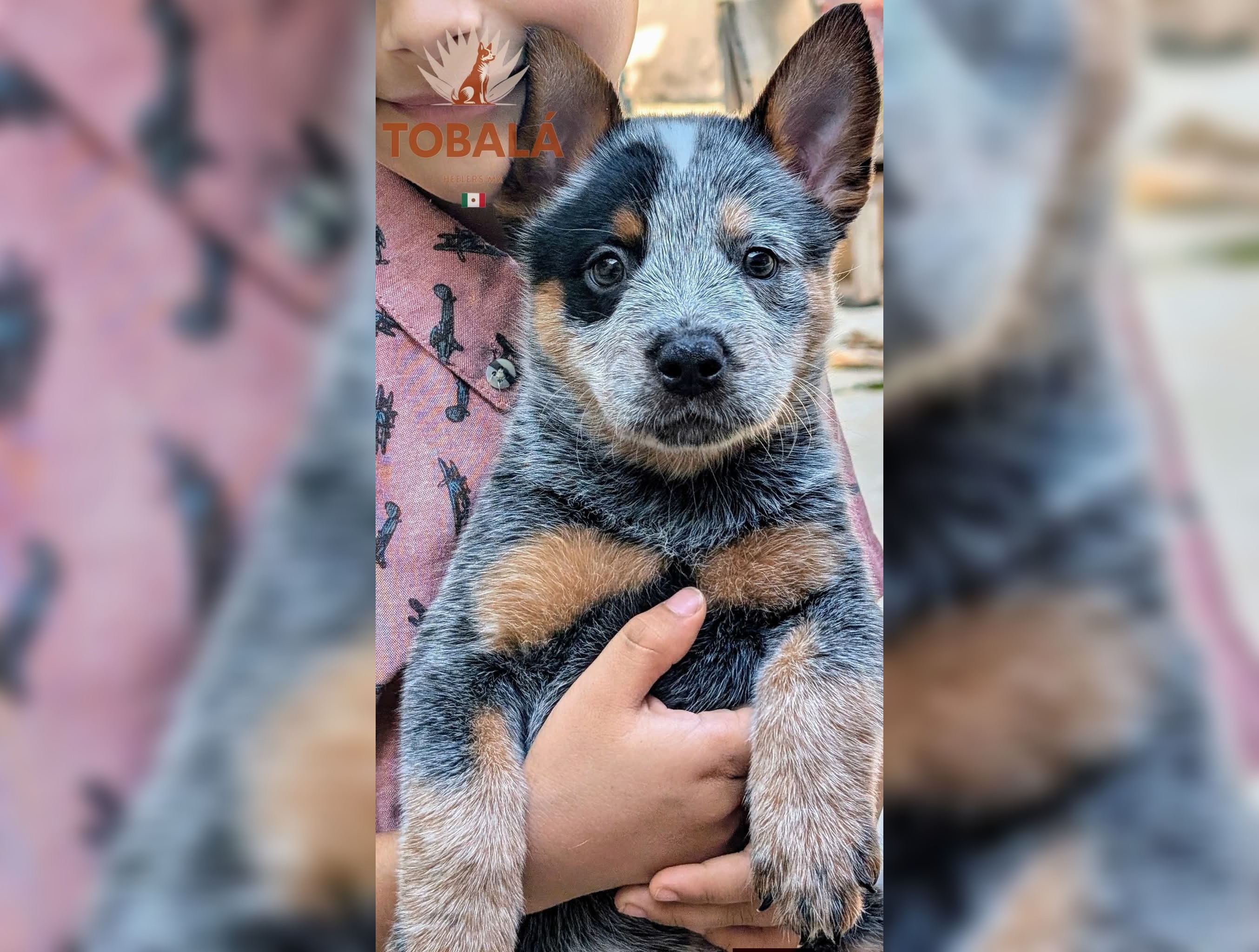 Autoridades investigan caso de perro herido con arma en Plan de Ayala, Mérida