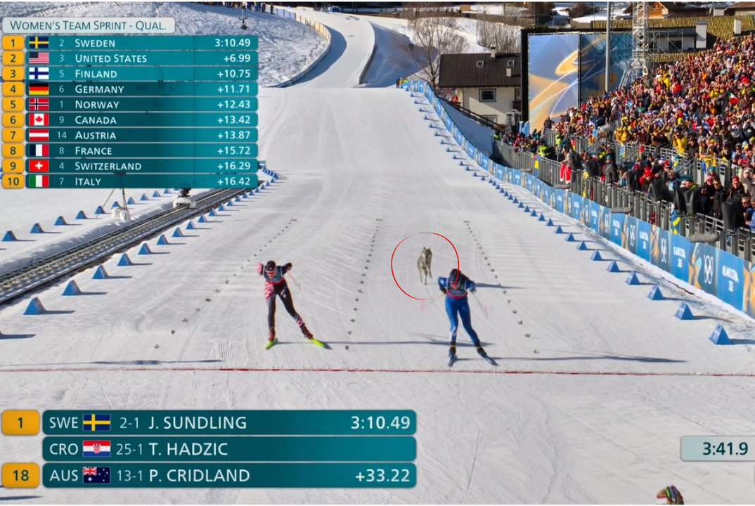 Perro irrumpe en la pista durante prueba olímpica y cruza la meta en Milán-Cortina: Fotos