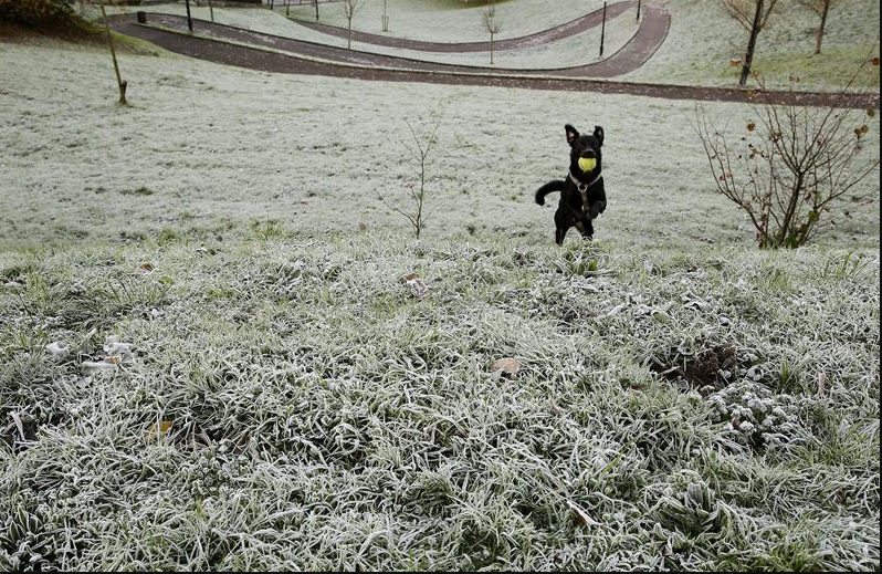 ¿Perros ''superdotados''? Estudio revela que aprenden palabras escuchando conversaciones no dirigidas a ellos