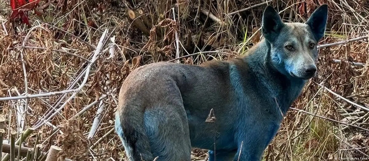 Científicos desmienten misterio de ''perros azules'' de Chernobyl