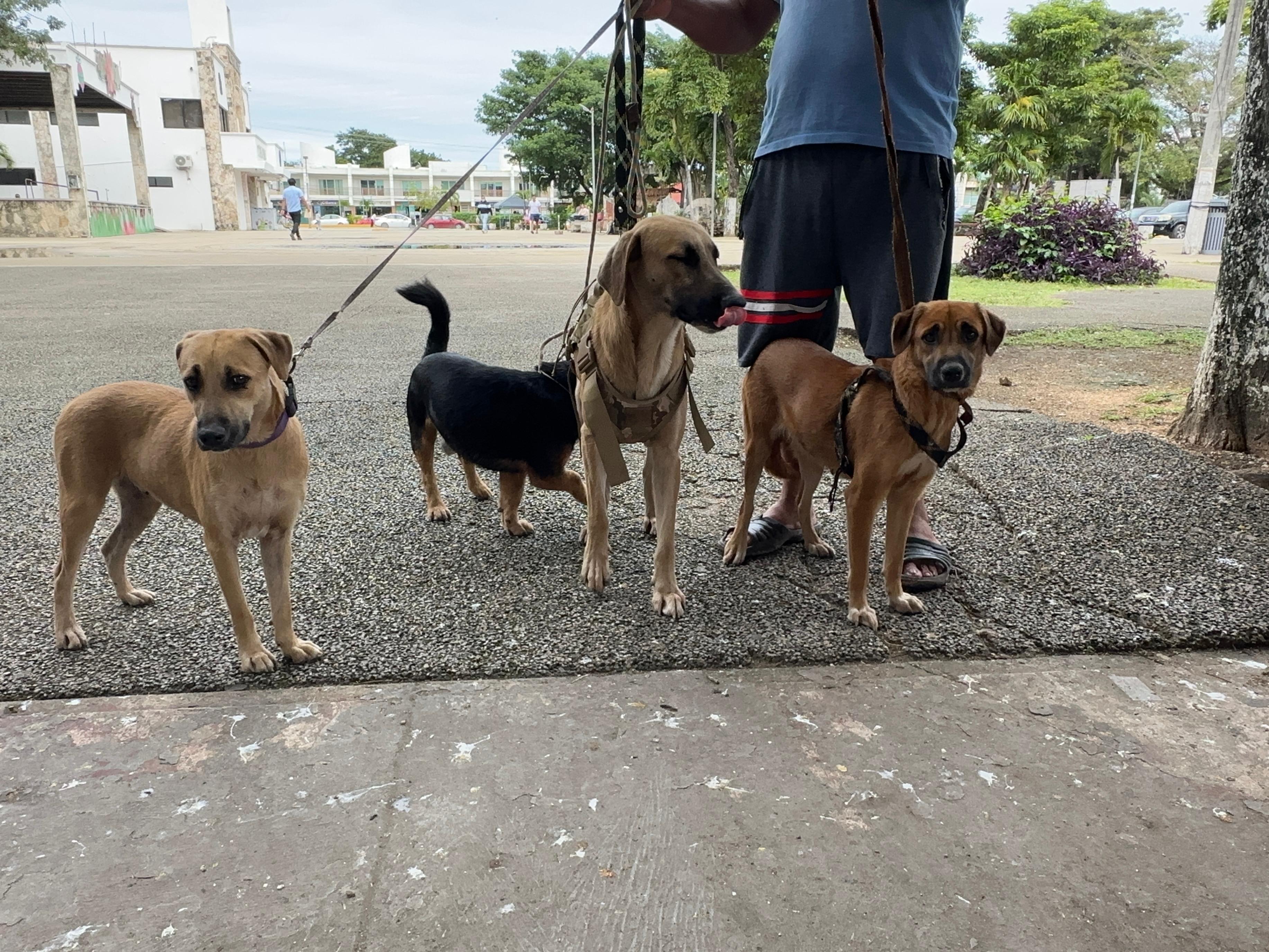 Tulum mantiene vigilancia por gusano barrenador tras detectar tres casos en animales