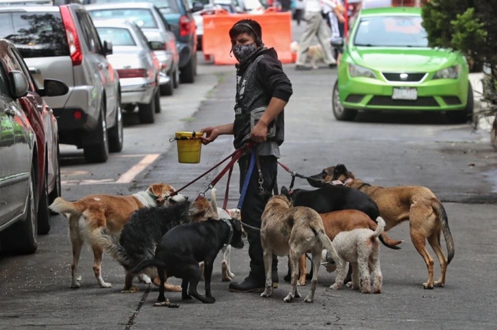 Sigue sin aplicarse la reforma aprobada en 2024 que prohíbe el maltrato animal