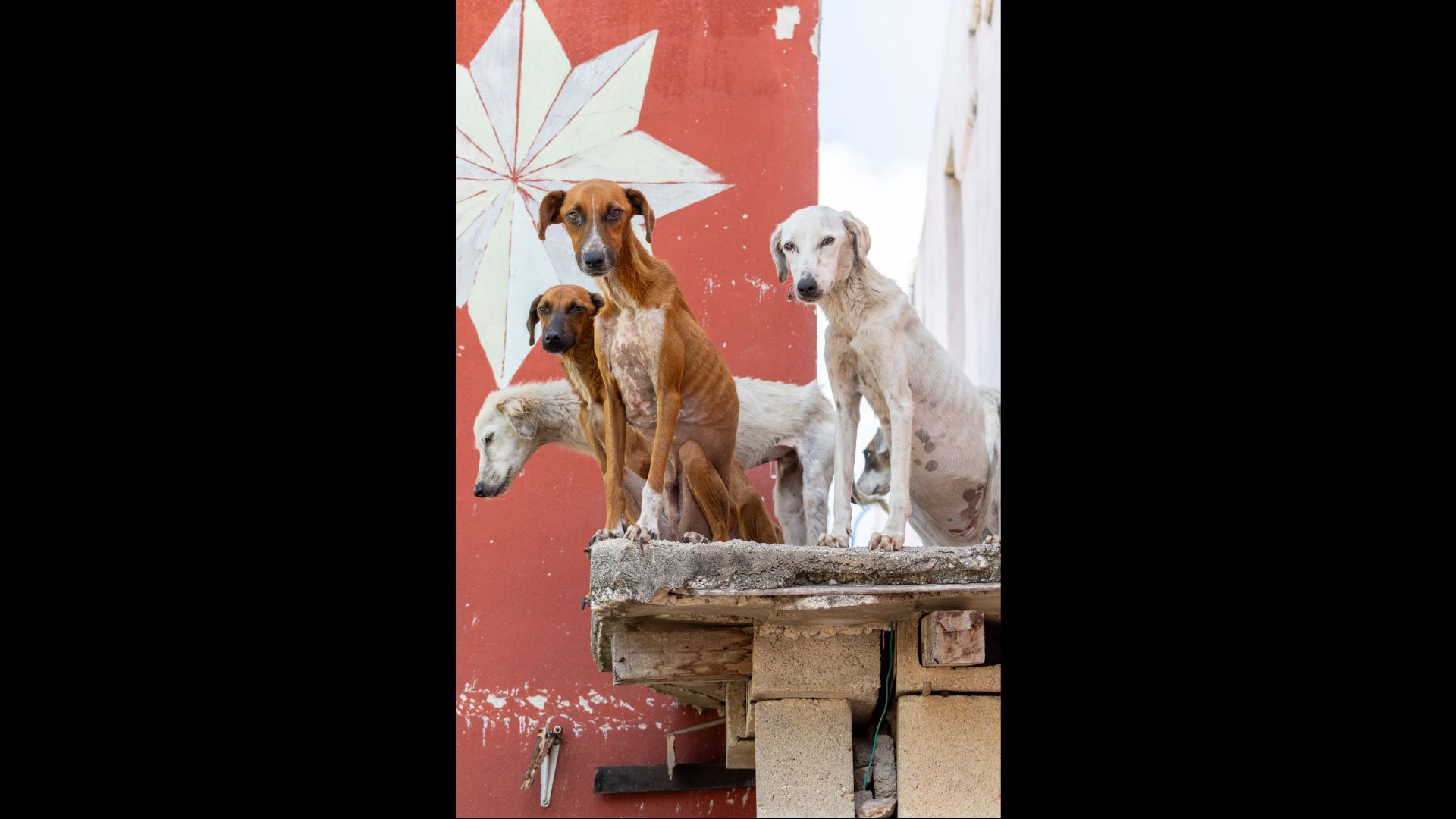 Rescatan a cinco perritos y un gato abandonados en Puerto Aventuras