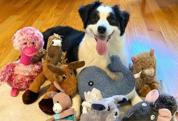 Perros superdotados pueden aprender palabras escuchando a escondidas, revela estudio