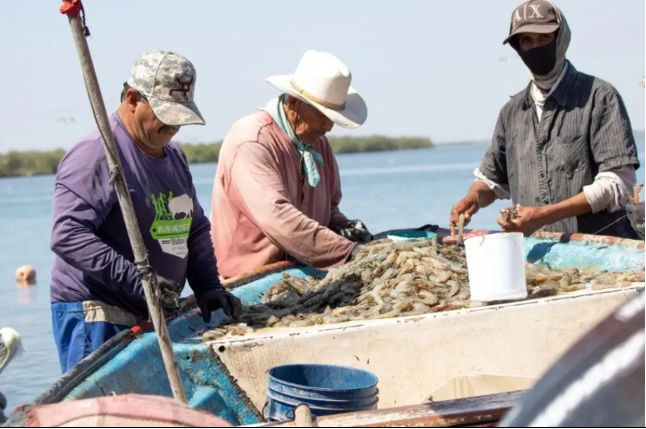 Conapesca anuncia vedas y permisos de captura de especies marinas para 2026