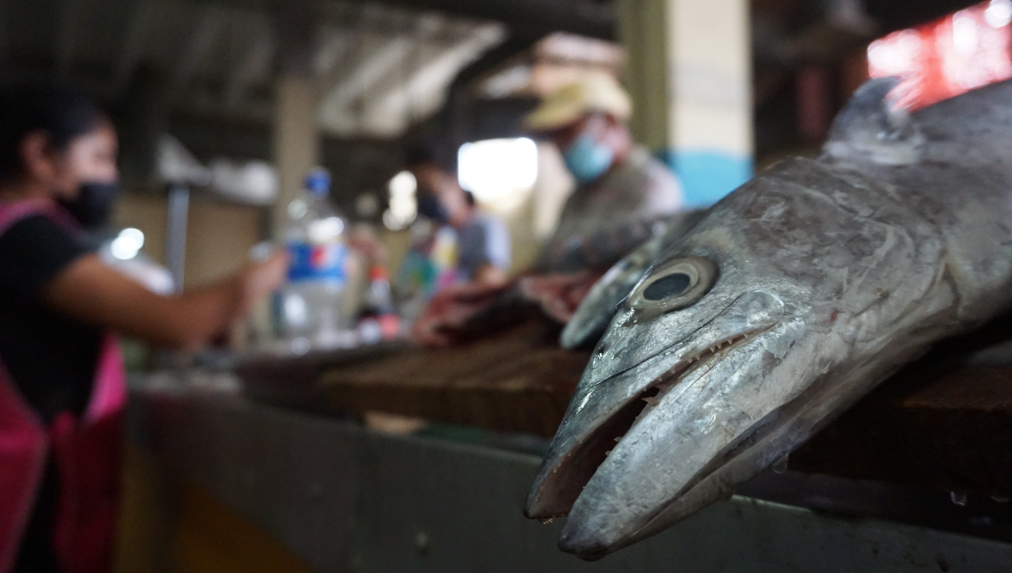 Inicia la cuaresma, ¿qué especies puedes consumir en Yucatán?
