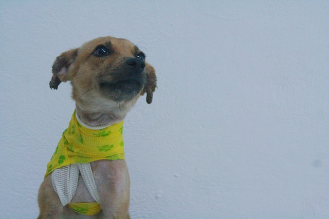 Cinco Patas rescata y atiende a animales abandonados