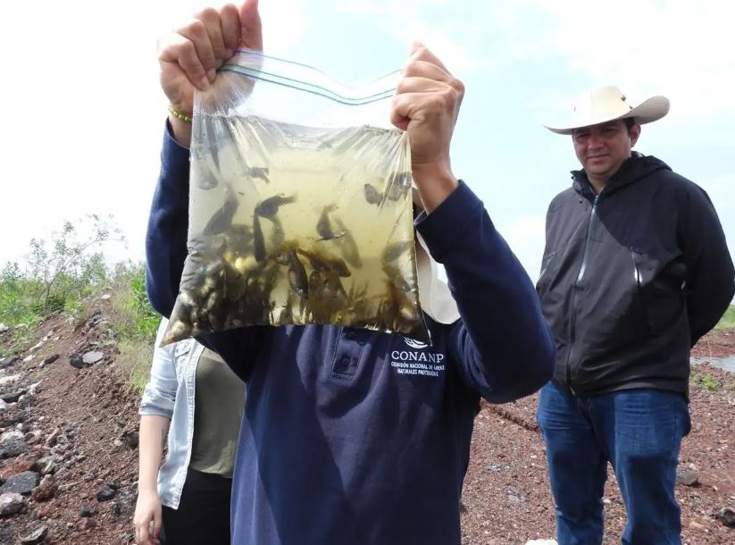 Resurge en el lago de Texcoco el mexcalpique, especie de pez en peligro de extinción