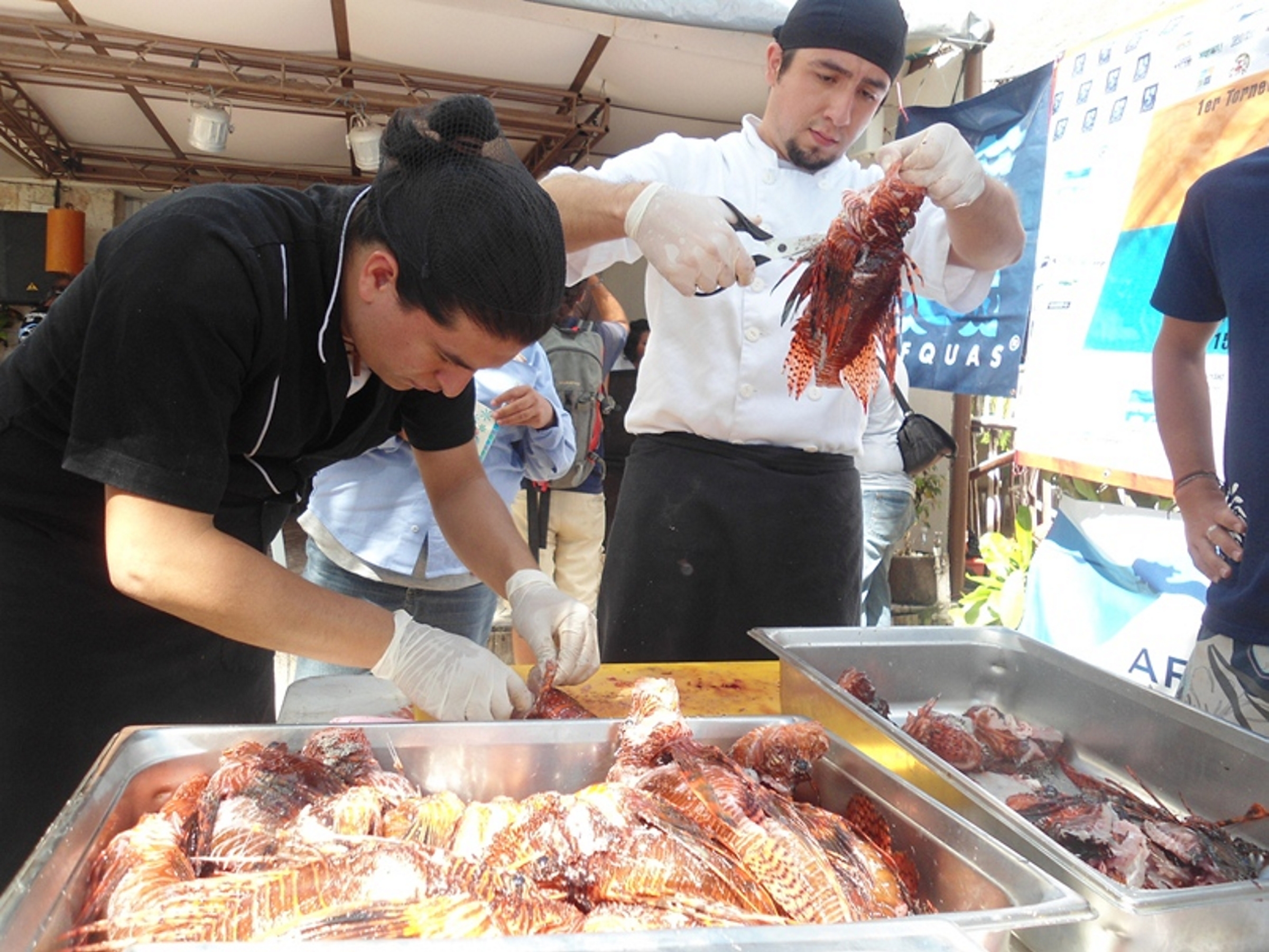 Fomentan consumo de pez león